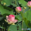 大賀蓮22-④