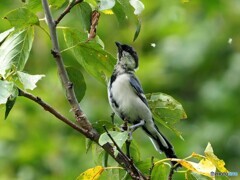 シジュウカラ297