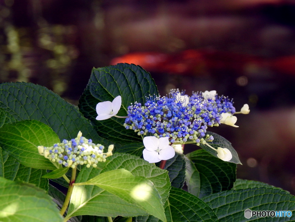 紫陽花18-③