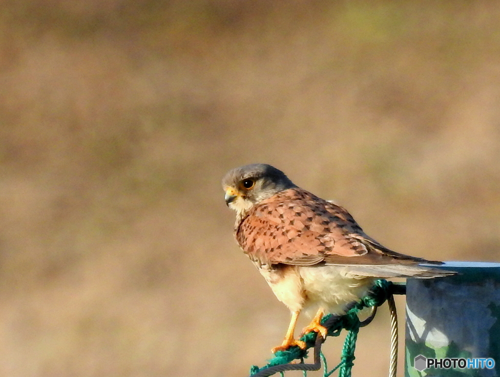 チョウゲンボウ32