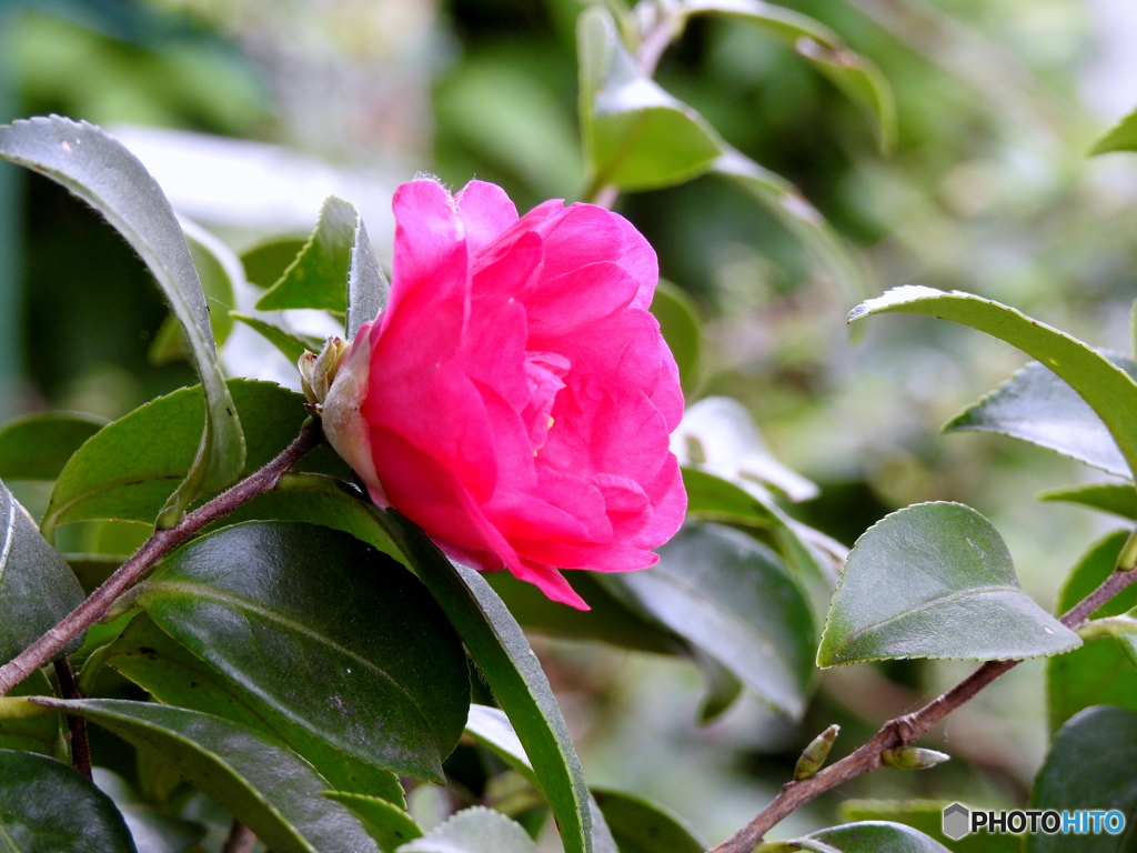 山茶花21-②