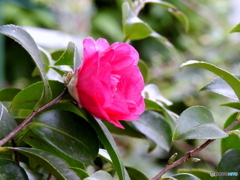 山茶花21-②