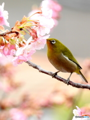 春メジロ112