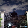 五重塔と桜25-①