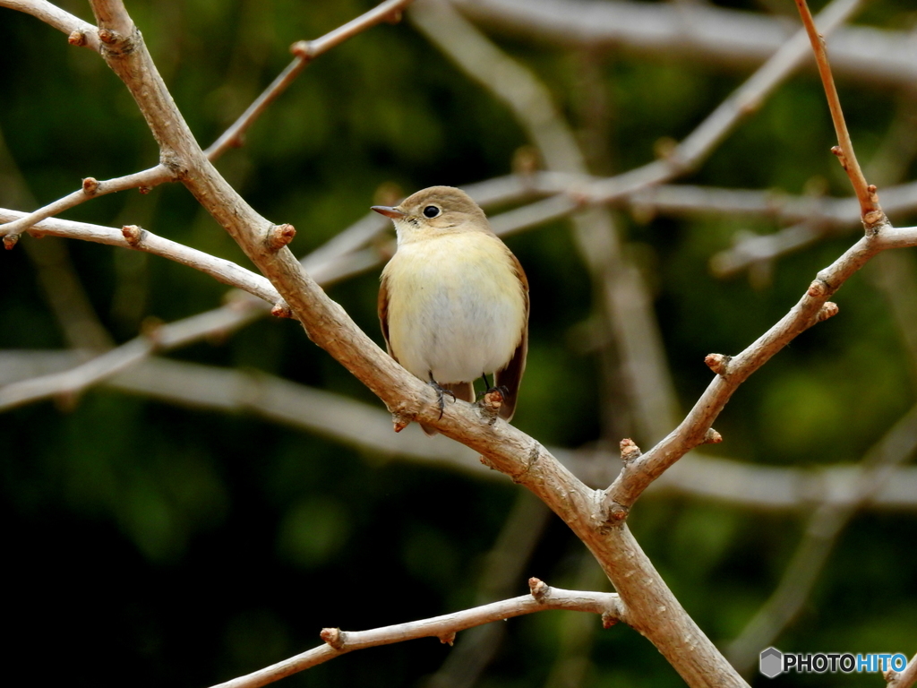 ニシオジロビタキ03