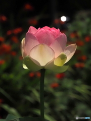 大賀ハス25-②