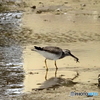 キアシシギ113