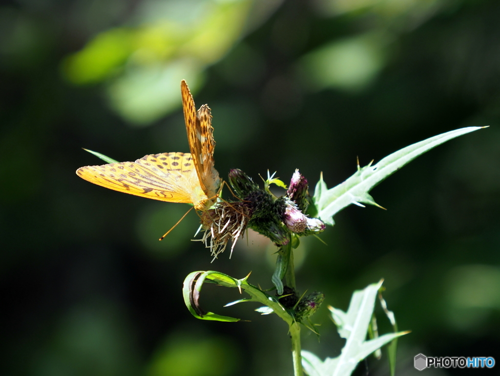 ミドリヒョウモン23-②