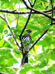 クロツグミ01