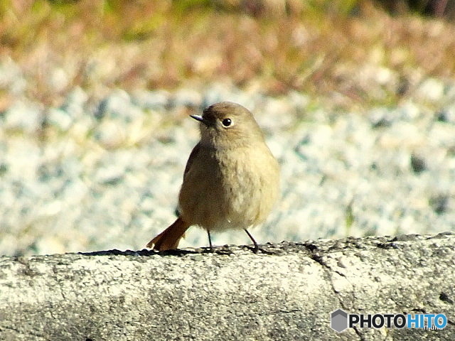 ジョウビタキ06