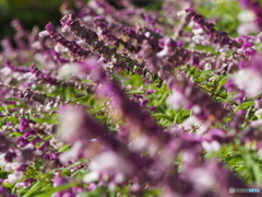 サルビアセージ25-①