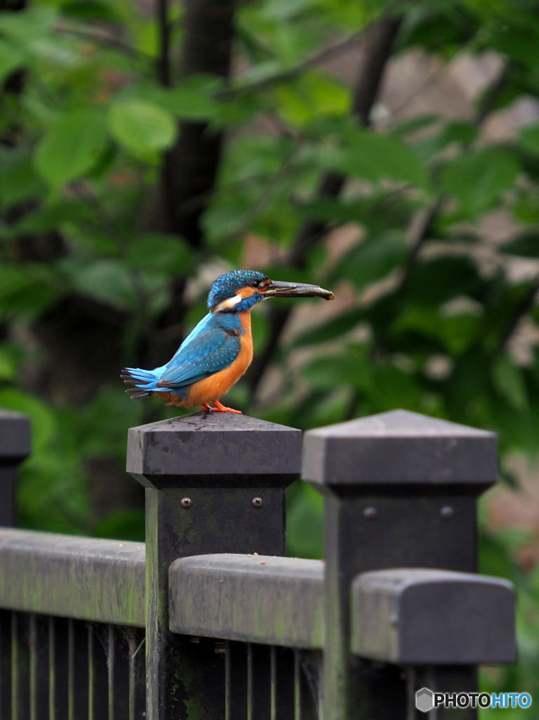 カワセミ395