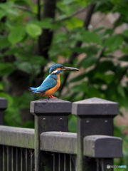カワセミ395