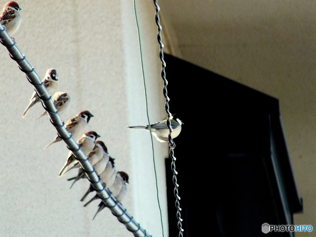 シジュウカラ11