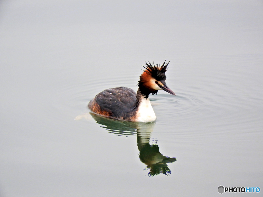 カンムリカイツブリ17