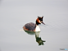 カンムリカイツブリ17