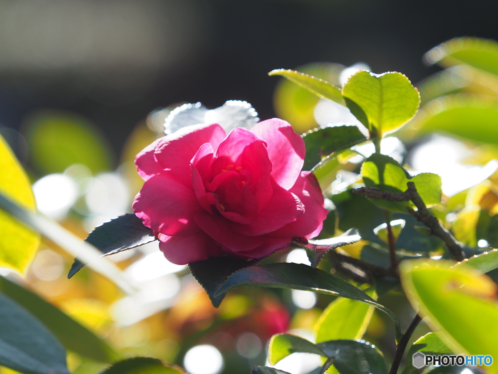 山茶花23-③