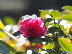 山茶花23-③