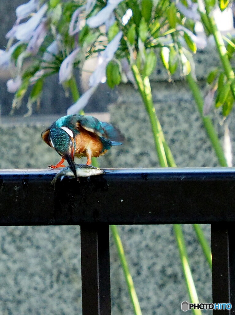 カワセミ296