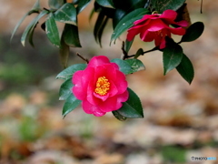 山茶花22-③