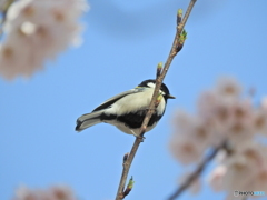 シジュウカラ99