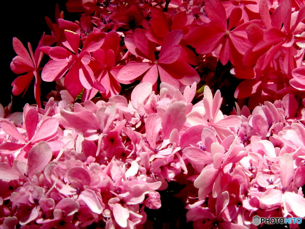 紫陽花12