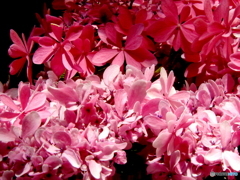 紫陽花12