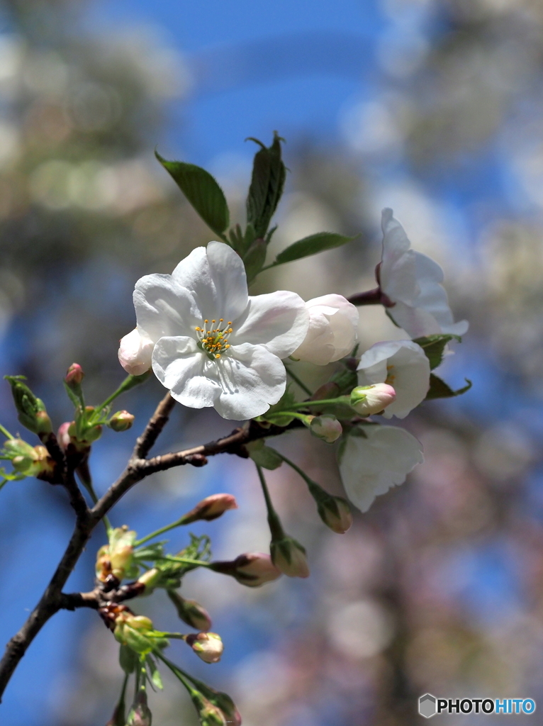 桜21-④（オオシマサクラ）