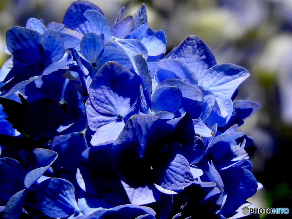 紫陽花08