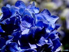 紫陽花08