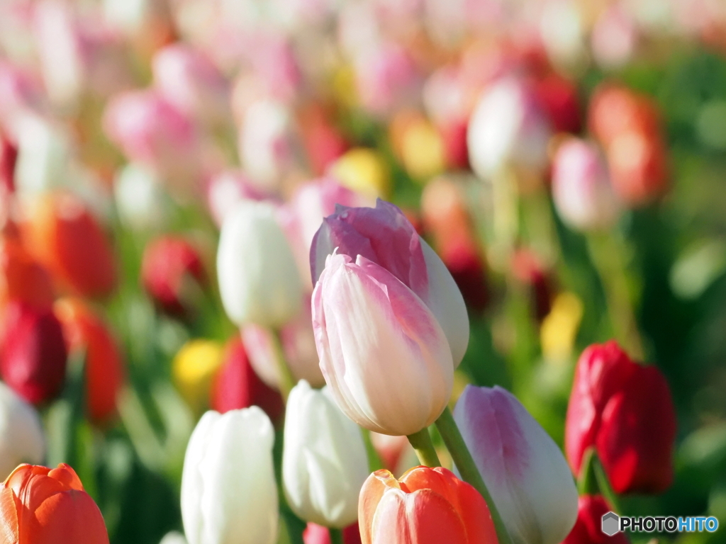チューリップ26-⑥