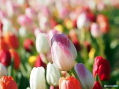 チューリップ26-⑥