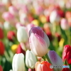 チューリップ26-⑥