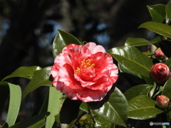 椿20-②