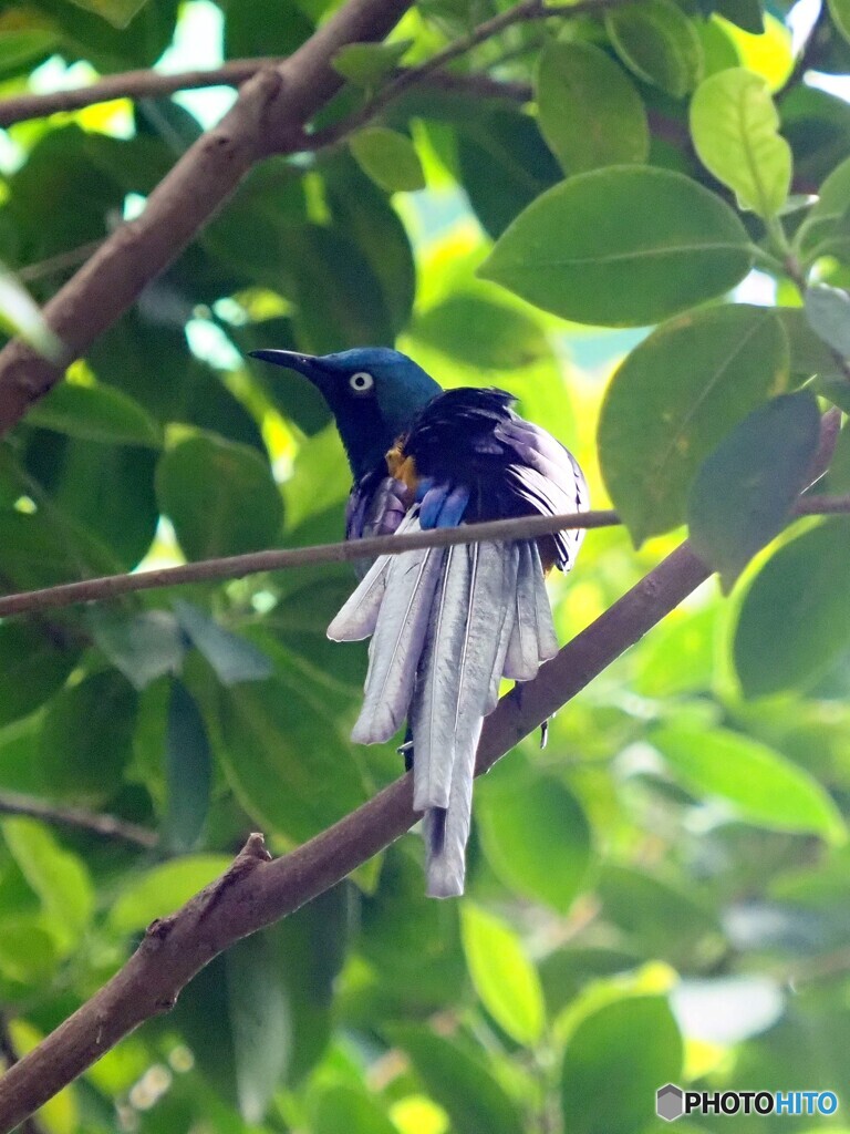 ツキノワテリムク