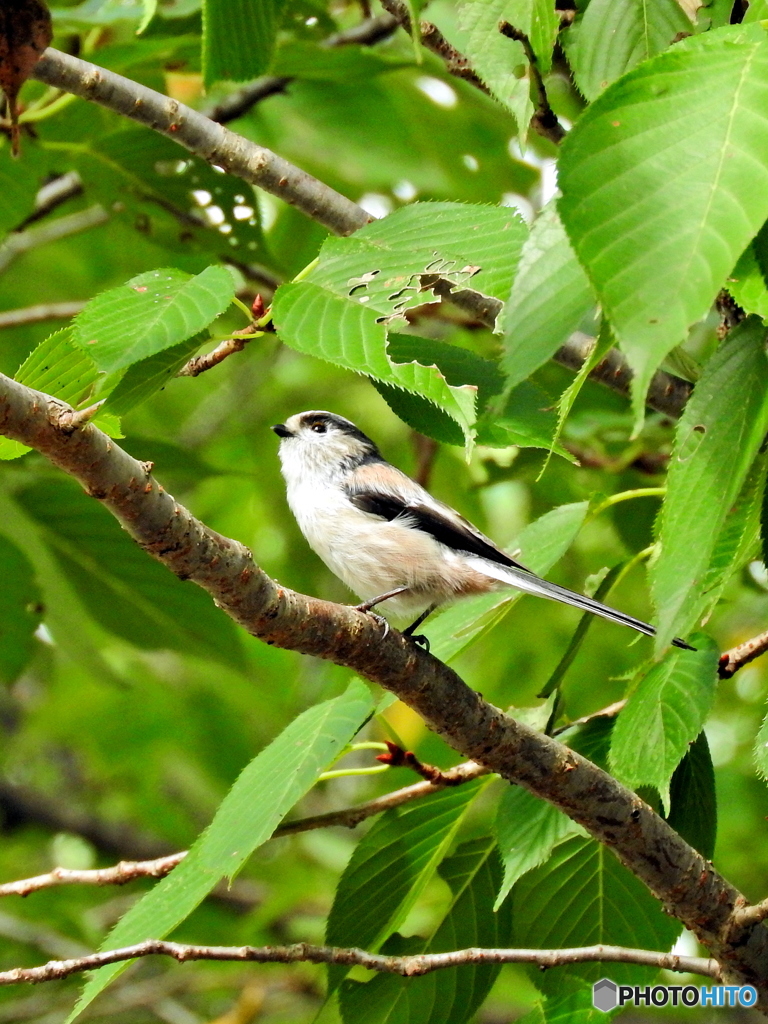 エナガさん、何を見上げているの？