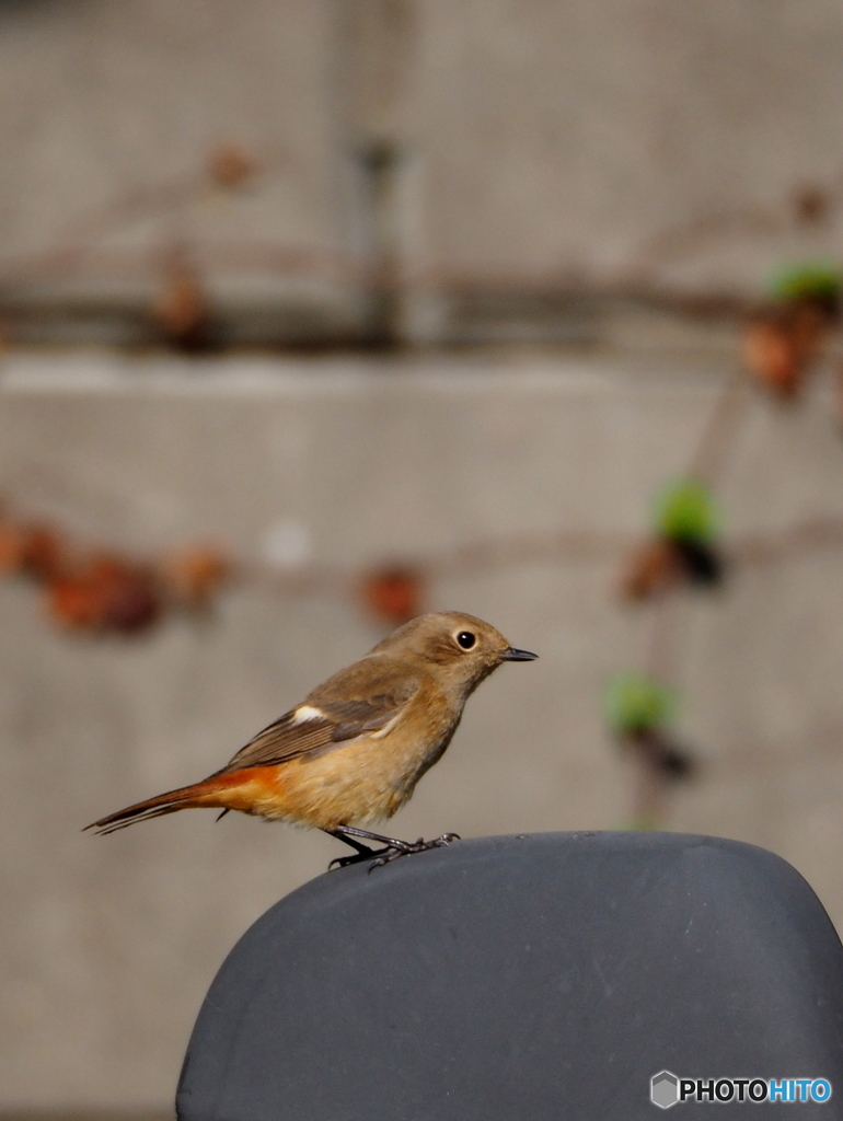 ジョウビタキ28