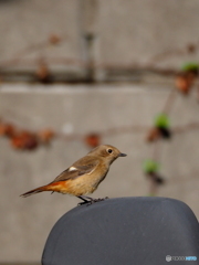 ジョウビタキ28