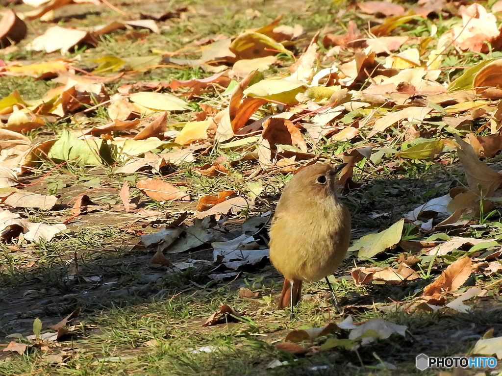 ジョウビタキ34