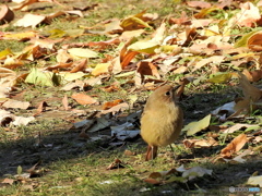 ジョウビタキ34