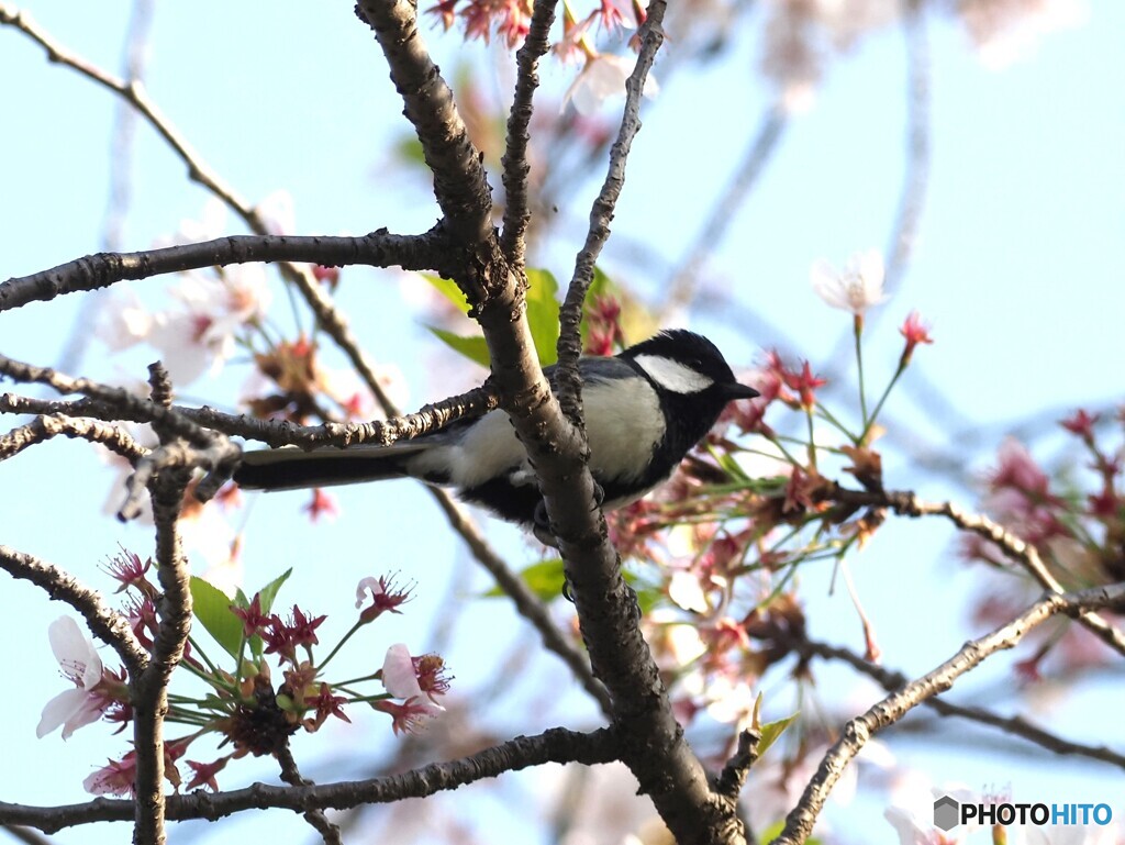 シジュウカラ353