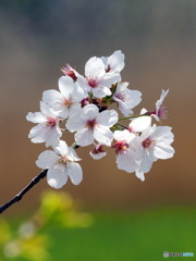 桜20-⑦