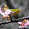 春メジロ21