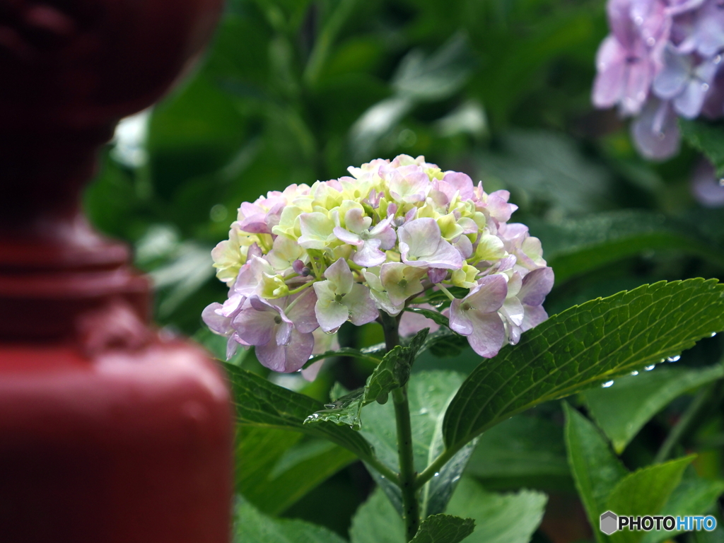 紫陽花23-⑥