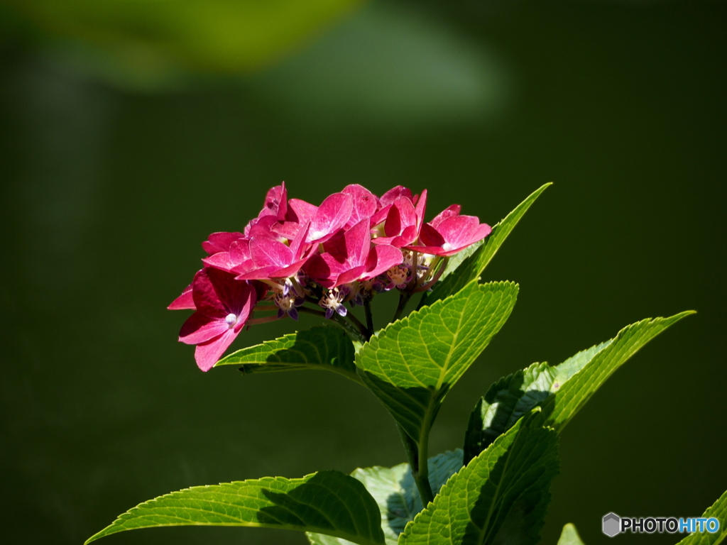 紫陽花17-⑧