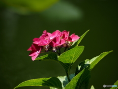 紫陽花17-⑧