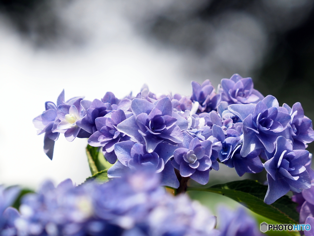 紫陽花23-12