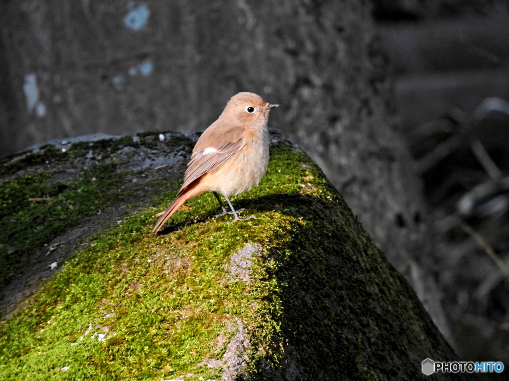 ジョウビタキ50