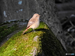 ジョウビタキ50