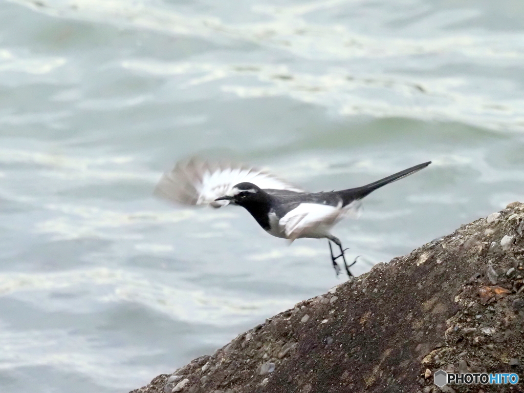 セグロセキレイ158